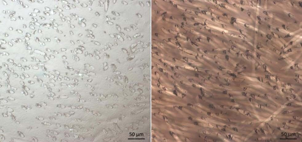 Abb. 1: Acrylat-Komponente eines Einbettmittels. U. a. wird die Endhärte durch die mittlere Molmasse des Polymers beeinflusst. 